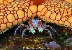 Pom Pom crab and star.
Lembeh sytrait 
Nikon D800E , 10... by Marchione Giacomo 